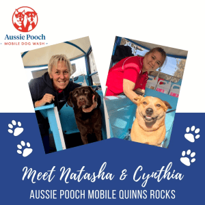 Dog Wash and Grooming in 