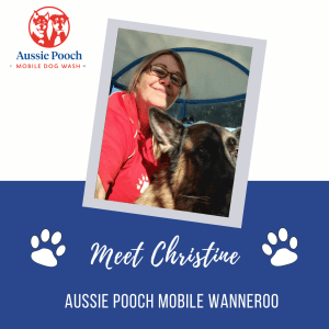 Dog Wash and Grooming in