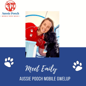 Dog Wash and Grooming in 