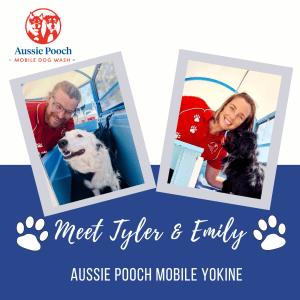 Dog Wash and Grooming in 