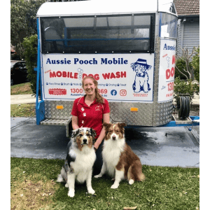Dog Wash and Grooming in 