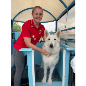 Dog Wash and Grooming in 