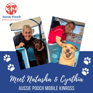 Dog Wash and Grooming in 