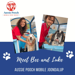 Dog Wash and Grooming in 