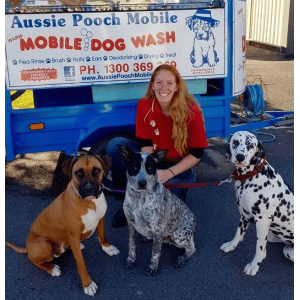 Dog Wash and Grooming in 