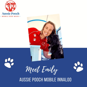 Dog Wash and Grooming in 