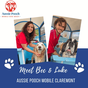 Dog Wash and Grooming in 