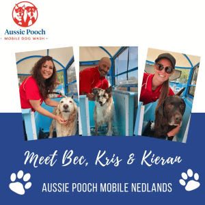 Dog Wash and Grooming in 
