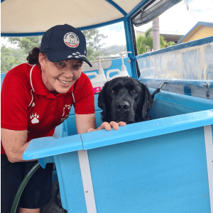 Dog Wash and Grooming in 