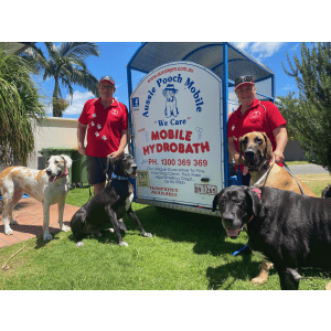 Dog Wash and Grooming in 