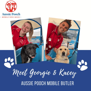 Dog Wash and Grooming in Butler