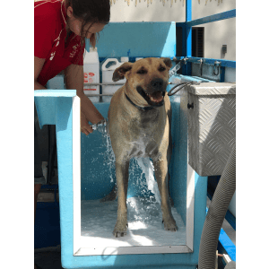 Dog Wash and Grooming in 