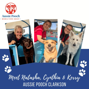 Dog Wash and Grooming in 