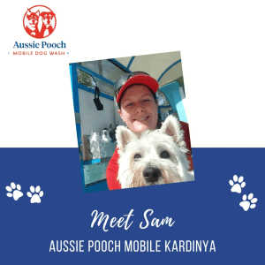 Dog Wash and Grooming in 