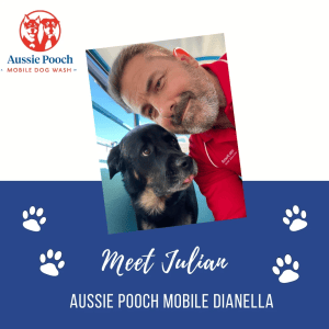 Dog Wash and Grooming in 
