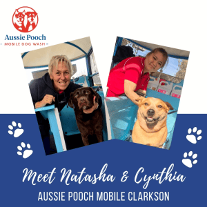 Dog Wash and Grooming in 