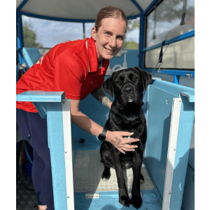 Dog Wash and Grooming in 
