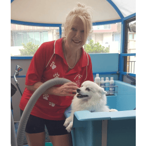 Dog Wash and Grooming in 