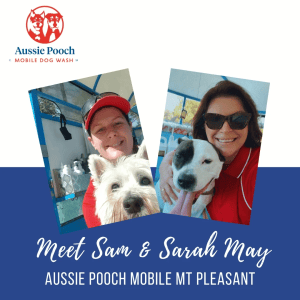 Dog Wash and Grooming in 