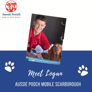 Dog Wash and Grooming in 