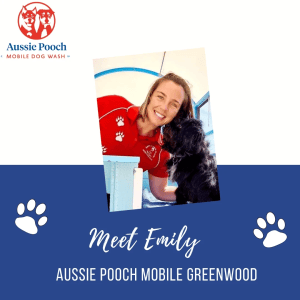 Dog Wash and Grooming in 