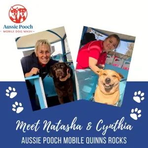 Dog Wash and Grooming in 