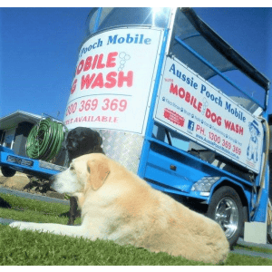 Dog Wash and Grooming in 