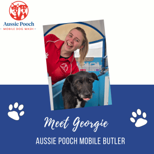 Dog Wash and Grooming in Butler