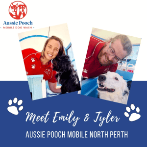 Dog Wash and Grooming in North Perth