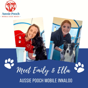Dog Wash and Grooming in Doubleview