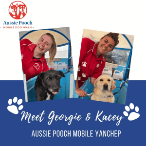 Dog Wash and Grooming in 