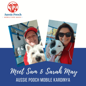 Dog Wash and Grooming in 