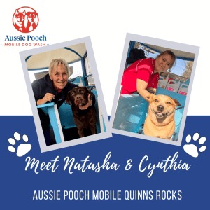 Dog Wash and Grooming in 