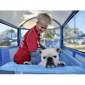 Dog Wash and Grooming in Black Mountain