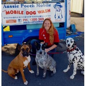 Dog Wash and Grooming in 