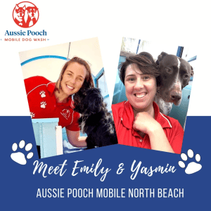 Dog Wash and Grooming in 