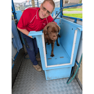 Dog Wash and Grooming in Belmont
