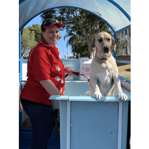 Dog Wash and Grooming in 