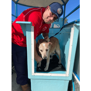 Dog Wash and Grooming in 