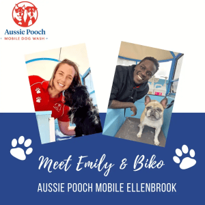 Dog Wash and Grooming in 