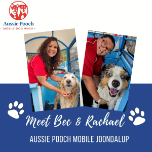 Dog Wash and Grooming in