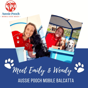 Dog Wash and Grooming in Balcatta