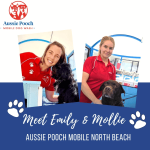 Dog Wash and Grooming in 