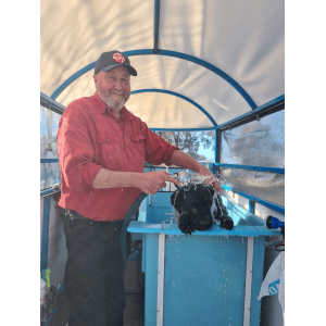 Dog Wash and Grooming in 