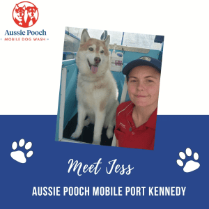 Dog Wash and Grooming in 