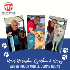 Dog Wash and Grooming in 