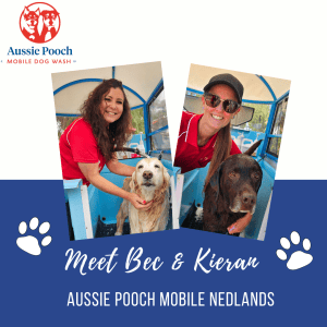 Dog Wash and Grooming in 