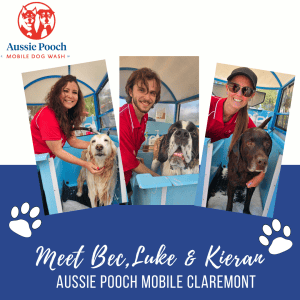 Dog Wash and Grooming in Claremont
