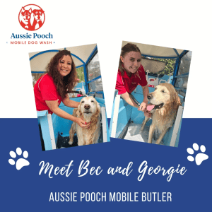 Dog Wash and Grooming in 