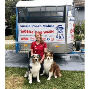 Dog Wash and Grooming in 